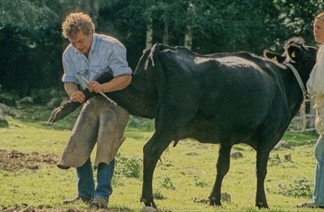 Самые странные профессии мира: Коровий педикюрщик