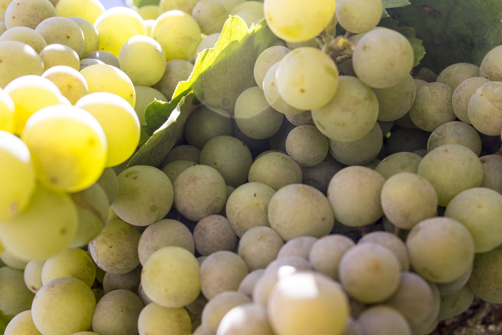 Виноград белая леди. Кластер виноград. Виноград шампань как выглядит. Tuscany grape Cluster on White. Yang grape Cluster on White.