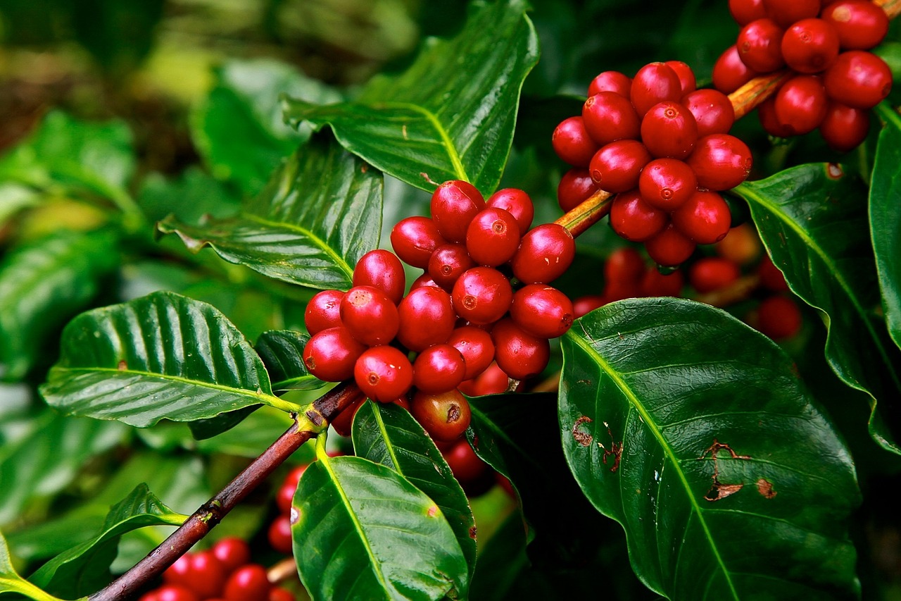 Путь растворимого кофе начинается с плантации